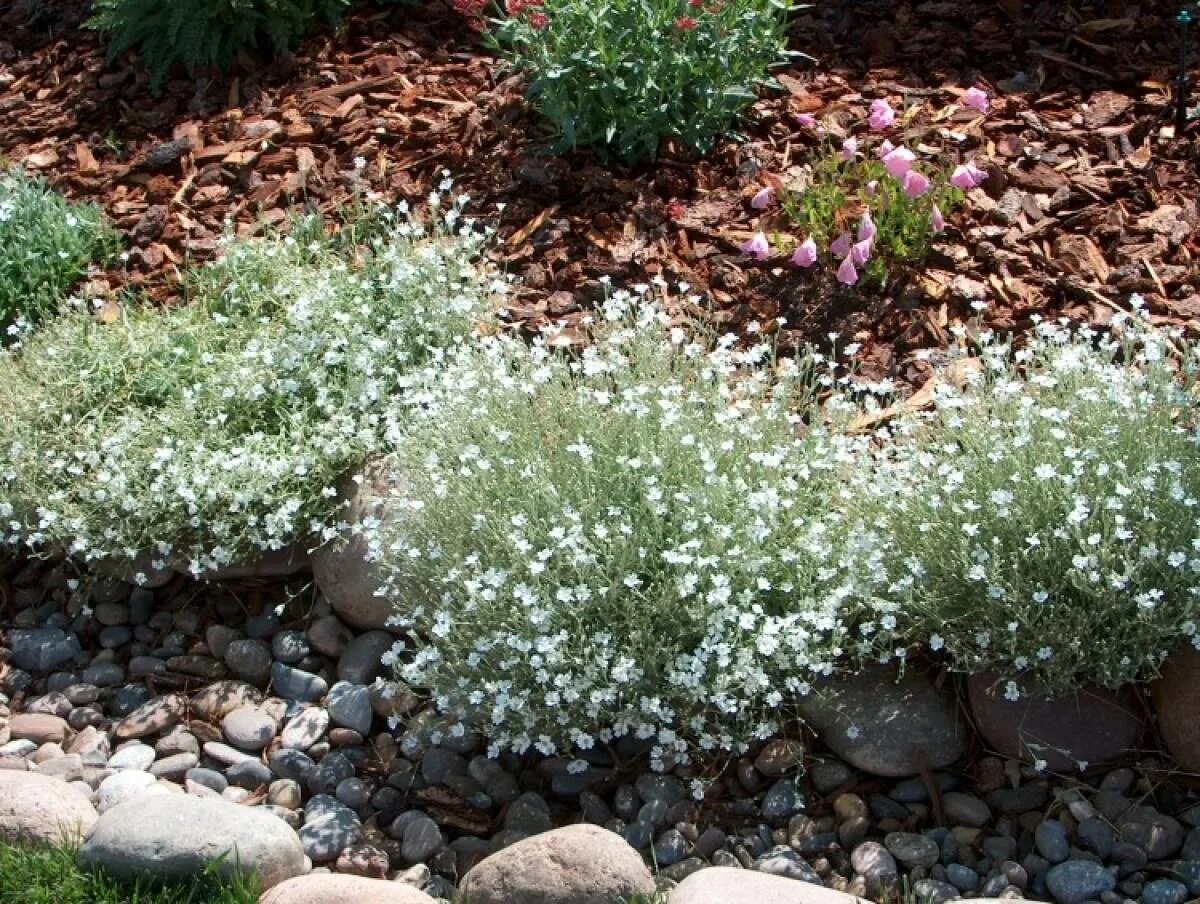 Ясколка многолетняя купить фото. Ясколка Биберштейна Cerastium biebersteinii. Ясколка войлочная Биберштейна. Почвопокровные многолетники Ясколка.