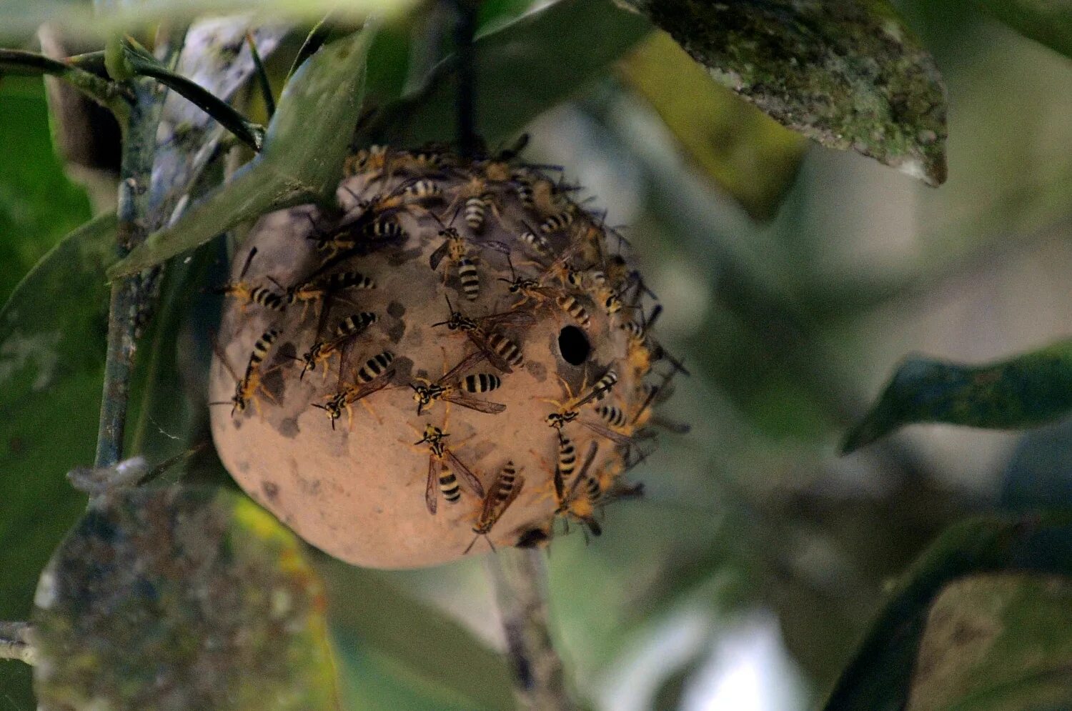 Нападения ос. Осиный яд. Осы Polybia Paulista. Осинный Рой нападает. Гнездо ОС после нападения осоеда.