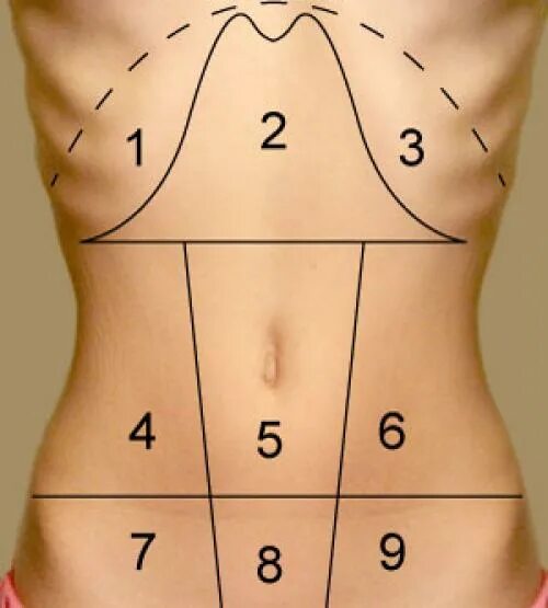 Области живота. Область низ живота. Левая область живота. Квадранты живота.