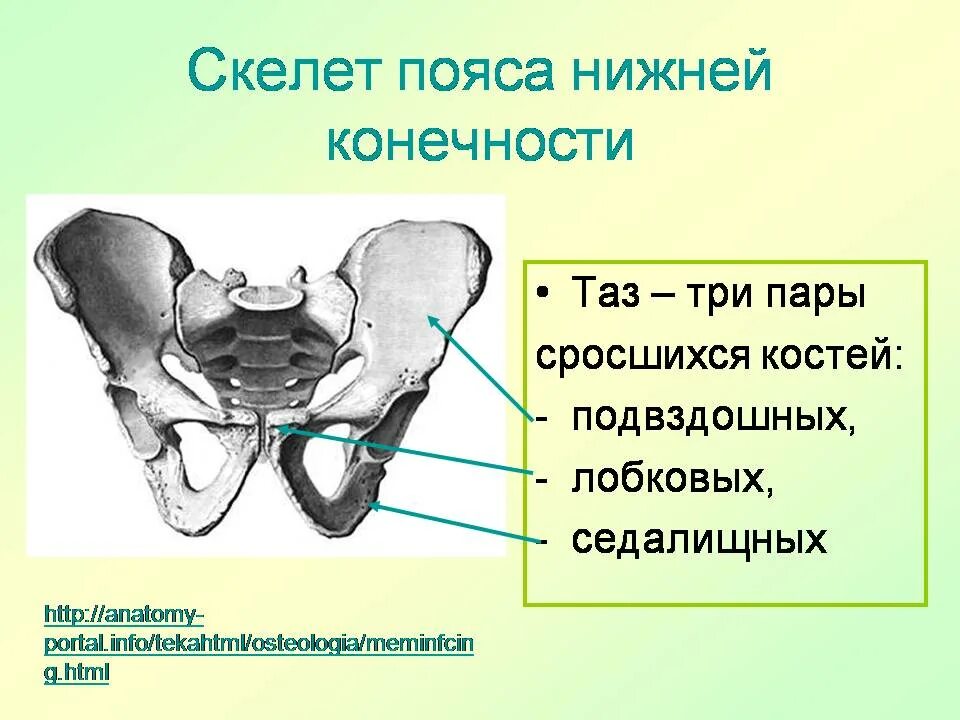 Три тазовые кости. Пояс нижних конечностей кости таза. Скелет пояса нижних конечностей подвздошная кость. Скелет таза подвздошная кость. Тазовый пояс седалищная кость.