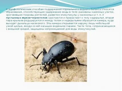Роль эпикутикулы в водном обмене насекомого