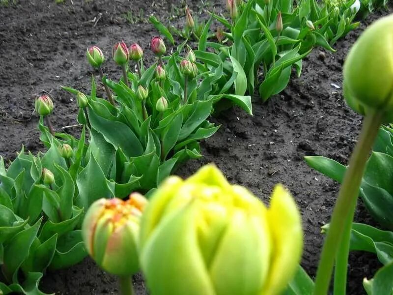 Надо ли выкапывать тюльпаны. Тюльпаны после цветения. Обрезать тюльпаны. Срезает тюльпаны в саду. Срезать тюльпаны после цветения.