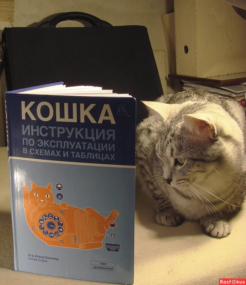 кошечка обиделась. кошечки хорошие лишнего не скажут speed up. опечаленный кот. кошечки хорошие лишнего не скажут speed up. мне надо сказать тебе на ушко.