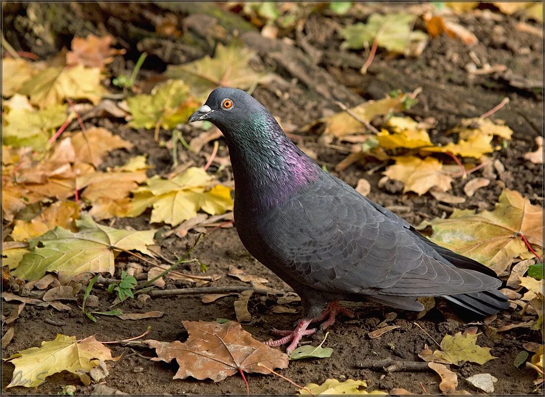 Голуби осенью 2023. Осень и голуби картинки. Взъерошенный голубь. Осенняя чайка. Осень голуби.