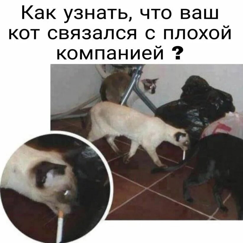 Мочекаменная болезнь мкб у кота. Как понять что ваш кот. Как понять что коту плохо. Признаки болезни мочекаменной болезни у кошек. Как понять язык кошек.