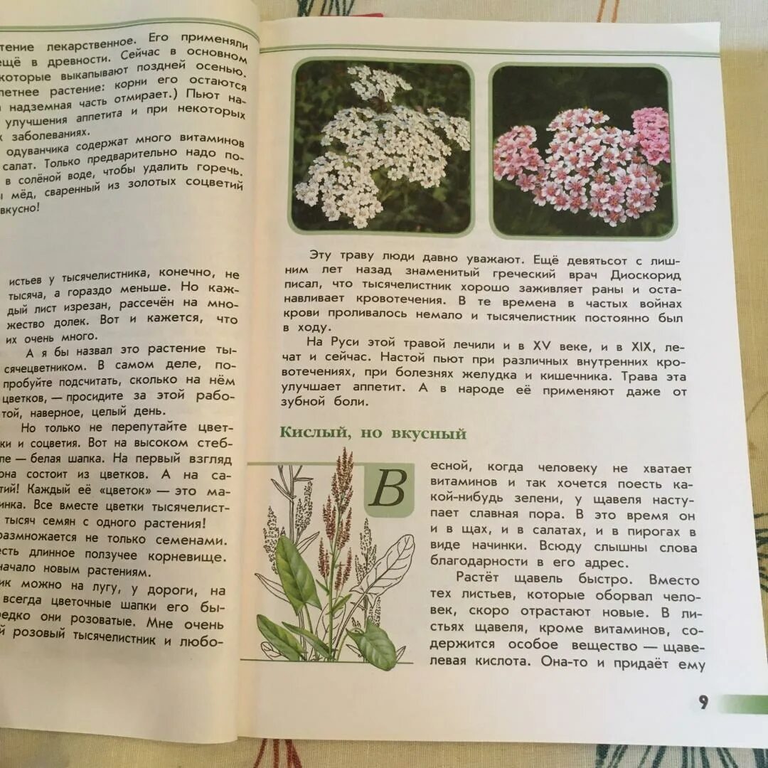 Плешаков "зеленые страницы". Зеленые страницы книга для учащихся начальных классов. Зелёные страницы 3 класс виды растений.