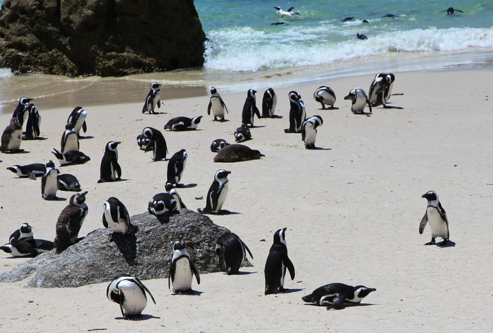 Пингвины живут на южном. Африканские пингвины Кейптаун. Очковые пингвины в Африке. Очковыми пингвинами ЮАР. Колония пингвинов в ЮАР.