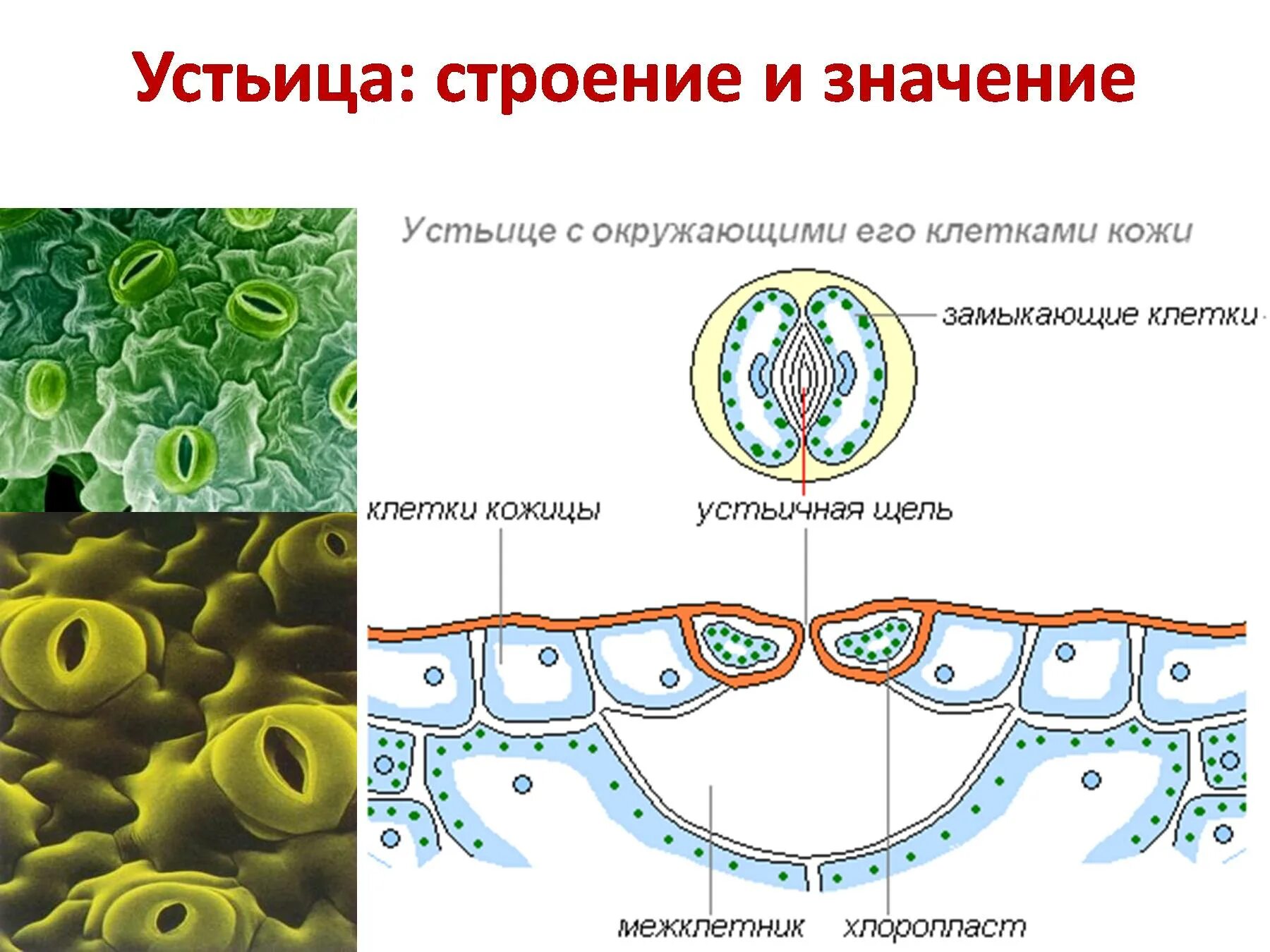 Замыкающие клетки функции