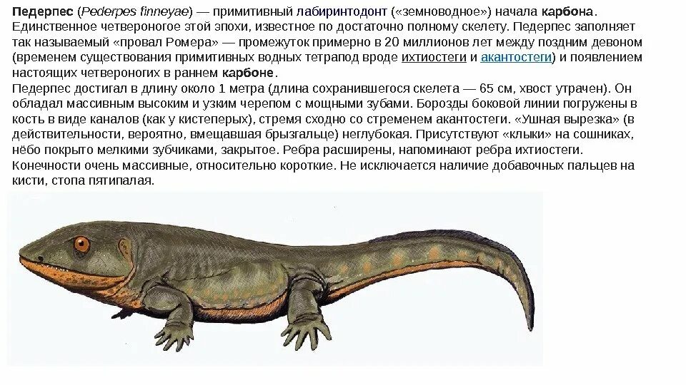 Зигозавр. Амфибии Лабиринтодонты. Лабиринтодонты Триасового периода. Лабиринтодонты вымершие амфибии. Стегоцефалы и Лабиринтодонты.