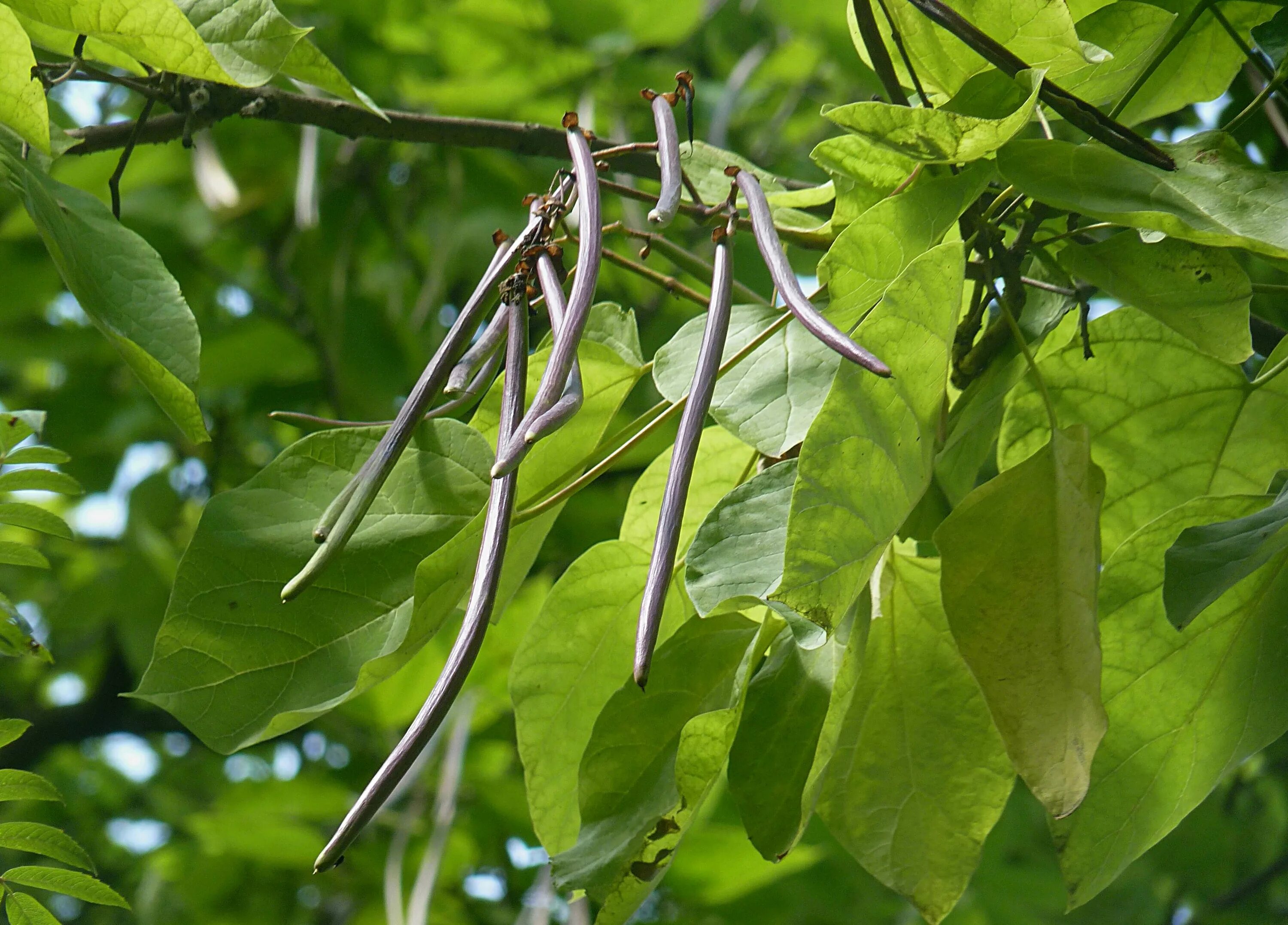 катальпа бигнониевидная плоды. растение с длинными плодами. катальпа бигнониевидная семена. катальпа плоды. фасолевое дерево катальпа.