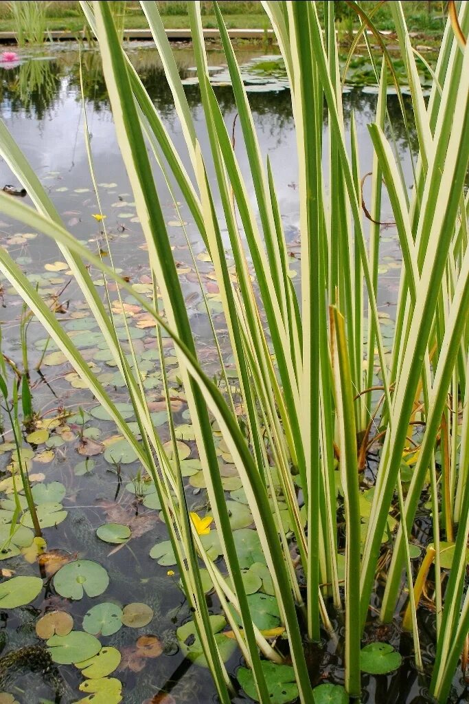 АИР обыкновенный - Acorus Calamus. АИР болотный (Acorus Calamus). АИР болотный variegatus. Acorus Calamus variegatus.