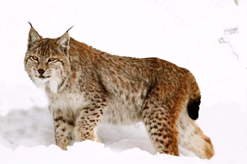 Туркестанская Рысь. Lynx Lynx isabellinus. Рысь обыкновенная Lynx Lynx Linnaeus, 1758. Туркистон силовсини – Туркестанская Рысь – Lynx Lynx Linnaeus, 1758. Рысь в тундре