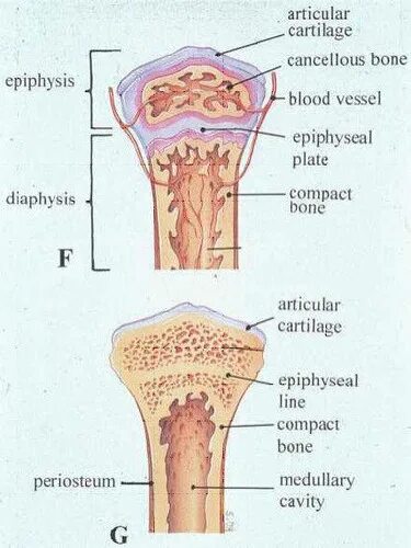 Эпифизарная пластинка роста кости. Эпифизарные зоны роста костей. Эпифизарный хрящ кости. Эпифизарный хрящ в суставе это. P bone