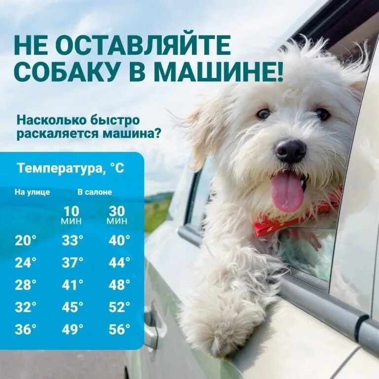 Насколько скоро. Не оставляйте собаку в машине в жару. Не оставляйте животных в машине. Не оставляйте собаку в машине. Собака в машине в жару.