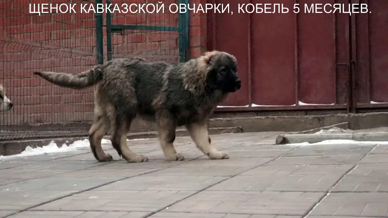 Кавказская овчарка щенок 4 месяца. Кавказская овчарка 5. Кавказская овчарка 5. Аборигенная кавказская овчарка. Кавказская овчарка 7 месяцев.