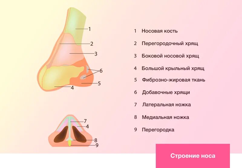 Строение наружного носа. Нос строение анатомия внутри. Строение носа (схема 4 класс). Строение носа человека схема. Строение носа переносица.