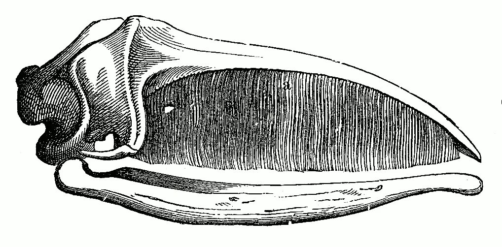 Гренландский кит скелет. Череп китообразных. Строение зубов китообразных. Ласты китообразных