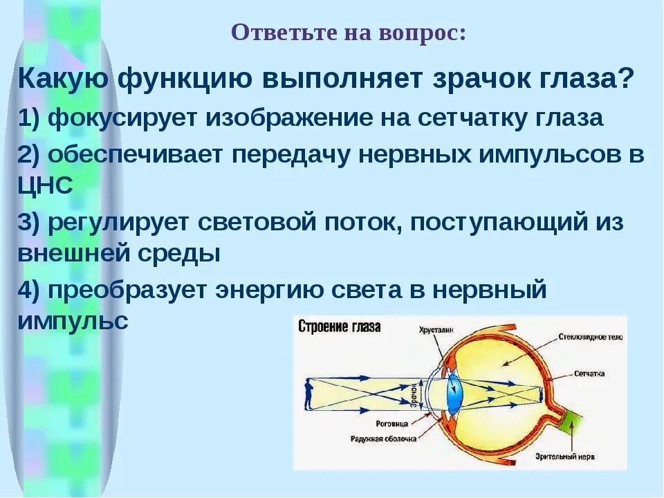 Зрачок строение кратко. Функции зрачка. Функции зрачка глаза. Строение глаза. Какими опытами можно обнаружить функции зрачка