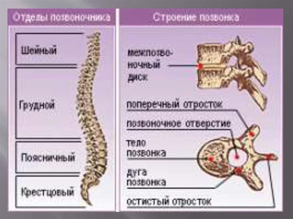 Определите отделы позвоночника. Скелет человека отделы позвоночника. Структура позвоночника человека. Позвоночник человека анатомия. Строение позвоночника человека анатомия.