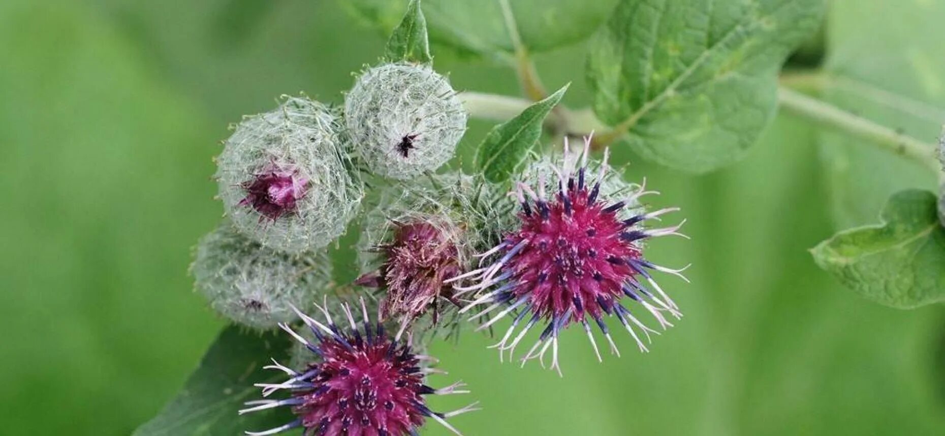 Лопух паутинистый (войлочный). Лопух войлочный Arctium tomentosum Mill.. Репейник паутинистый. Лопух паутинистый препараты. Семена лопуха применение