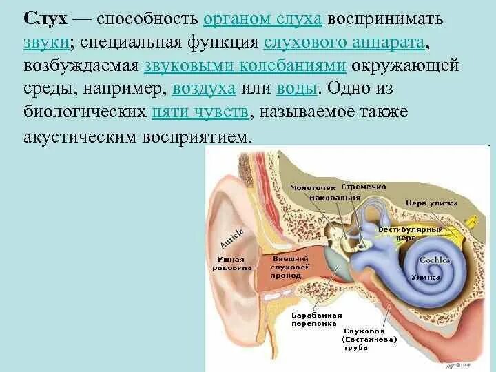 Назовите орган слуха. Органы слуха слуховой аппарат у рыб. Строение ифункции слухового аппарата. Строение органа слуха человека. Строение органа слуха.