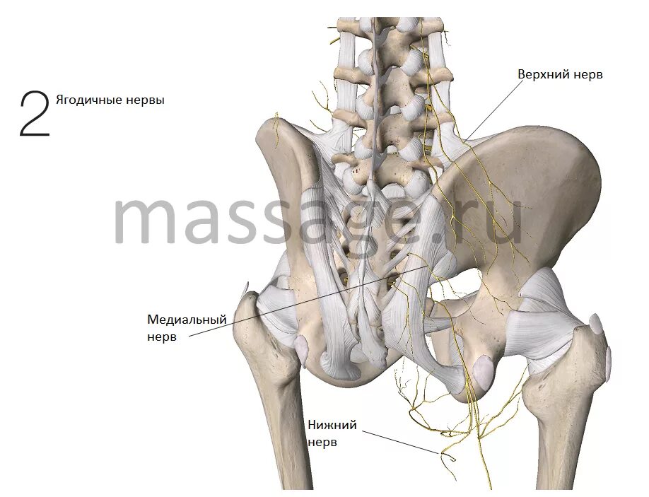 Поясница крестец. Подвздошно подчревный нерв. Седалищный нерв в тазовой кости. Крестец нервы анатомия. Седалищный нерв анатомия.