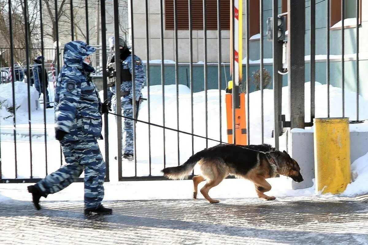 Школа заминирована новости. Минирование школ. Заминировали школу. Угрозы о минировании школ. Минирование Россия школы.