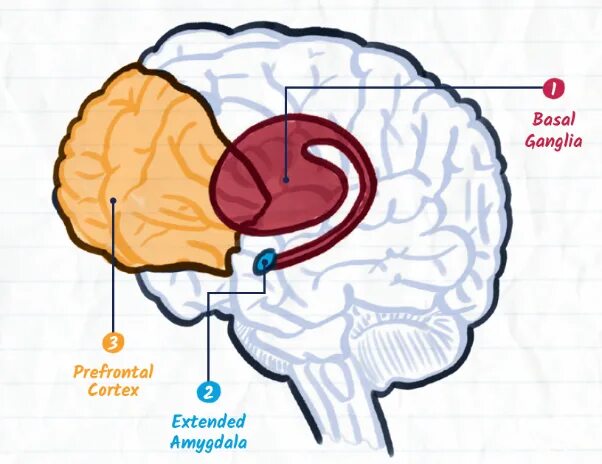 Brain 9