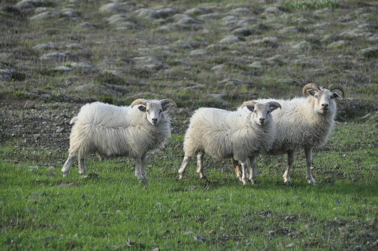 Шерсть барана. Овечки на рабочий стол. Прекос порода овец. Длинножирнохвостые овцы. Овца 4 3.