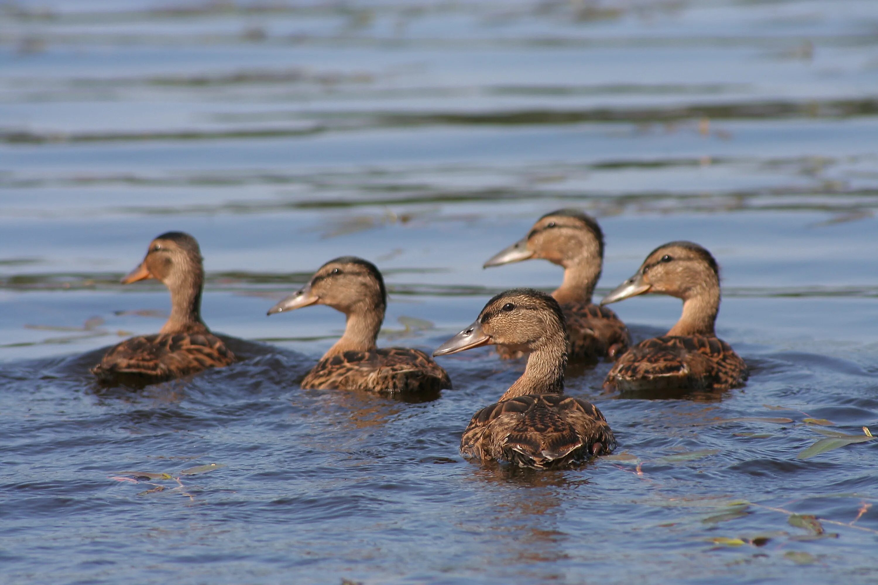 Many ducks