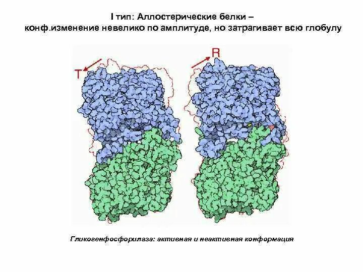 Конформация фермента. Конформационные изменения белков. Конформационная подвижность белка. Аллостерические ферменты гемоглобин. Понятие об аллостерических белках..