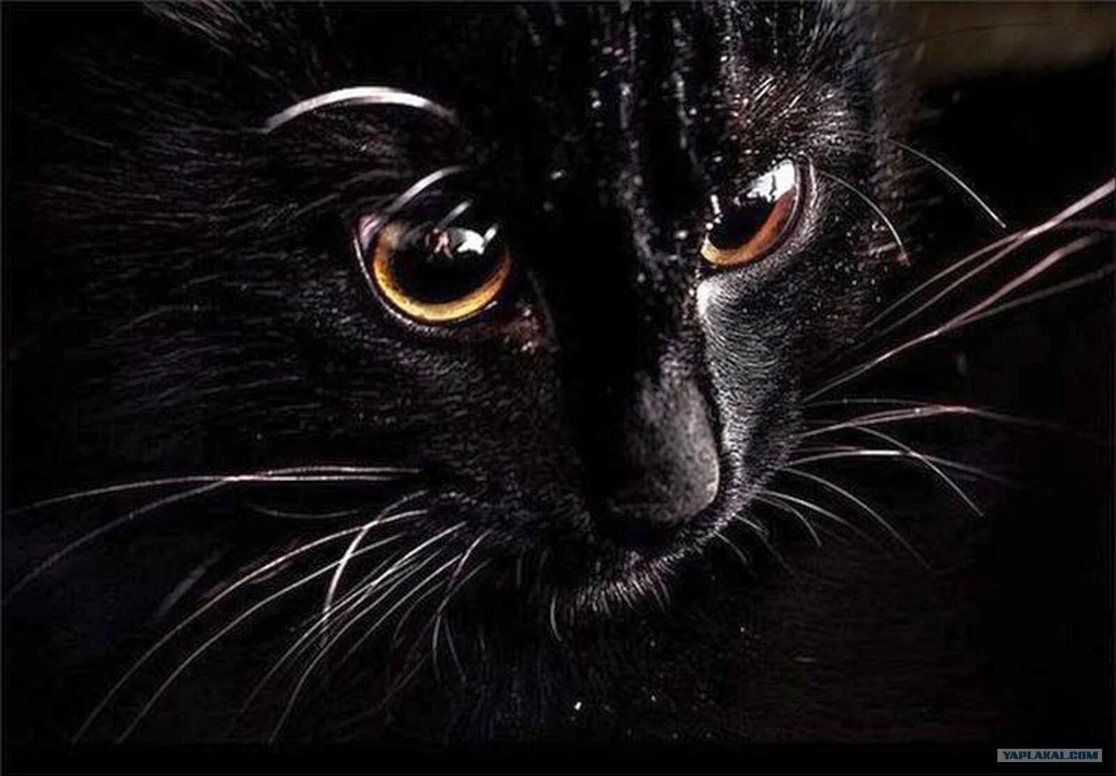 Черная кошка. Черные коты. Чёрная кошка с красными глазами. Чёрный кот с красными глазами. Тайны черной кошки