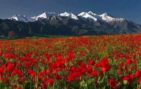 Куль растения