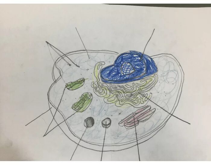 Клетка карандашом. Растительная клетка карандашом. Животная клетка карандашом. Строение клетки карандашом. Рисунок модели клетки