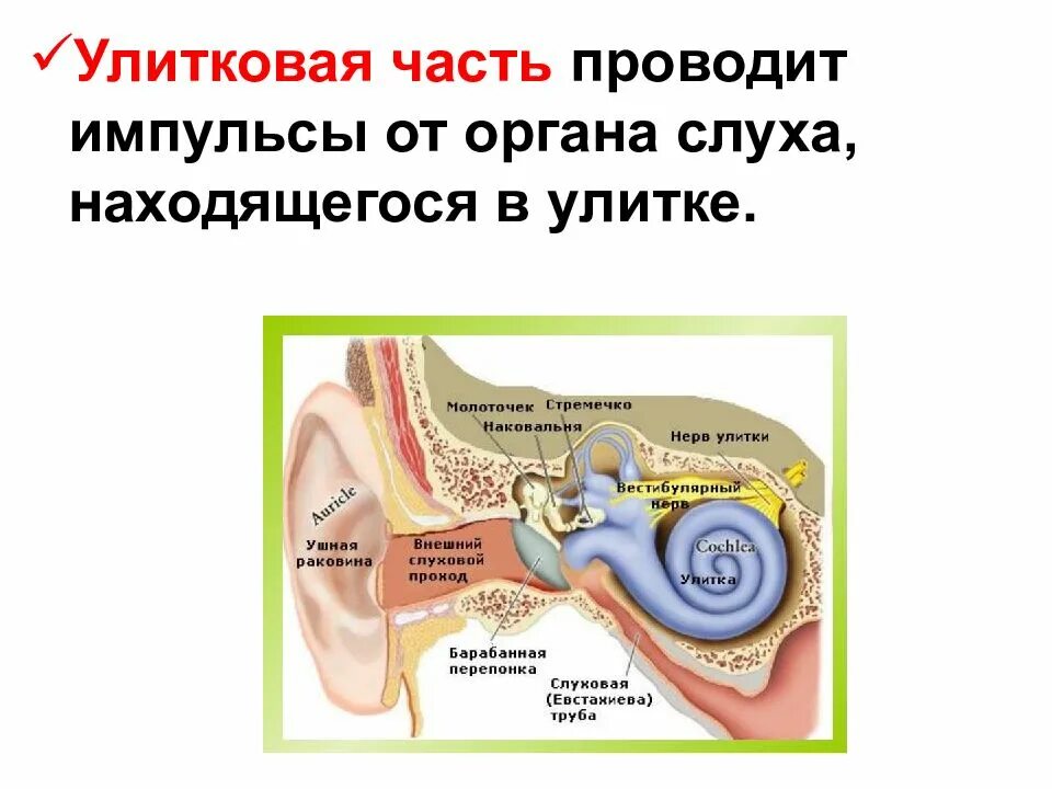 Улитковый нерв органа слуха. Улитковая часть. Строение преддверно улиткового нерва анатомия. Нерв улитки. Нервы органа слуха