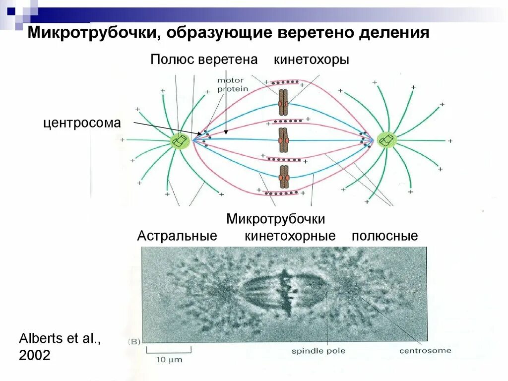 Структуры веретена деления эукариотической клетки. Митоз Веретено деления. Веретено деления строение. Фаза формирования нитей веретена деления.