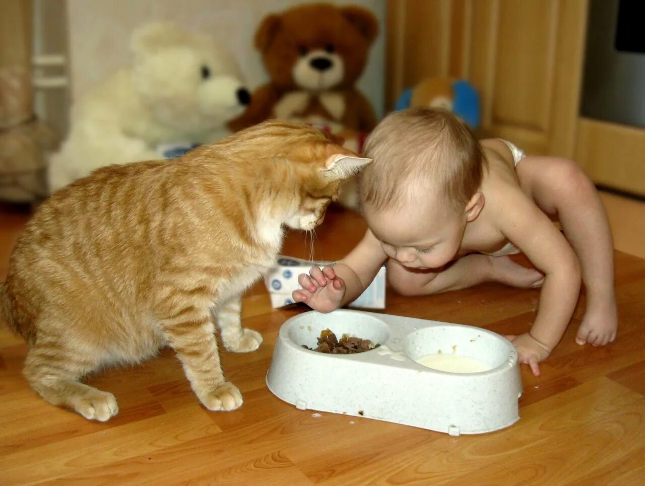 Всех кормит а сама не ест ответ. Приколы с котами. Смешные картинки до слёз. Смешные дети и животные. Юмор с животными и детьми.