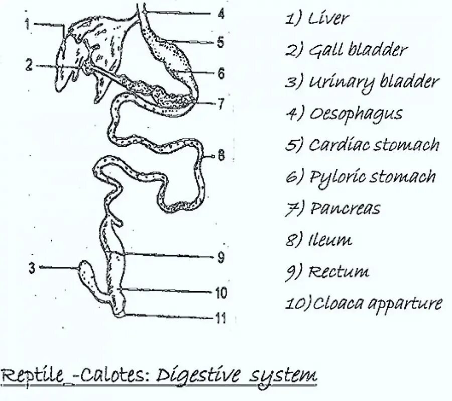Пищеварительная система рептилий схема. Схема строения пищеварительной системы пресмыкающихся. Строение пищеварительной системы рептилий. Пищеварительная система ящерицы.