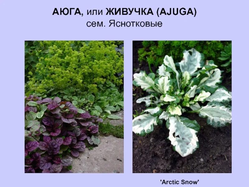 Зимующие в открытом грунте. Живучка арктик сноу. живучка arctic snow. зимующие многолетние растения. многолетники корневищные зимующие в открытом грунте.