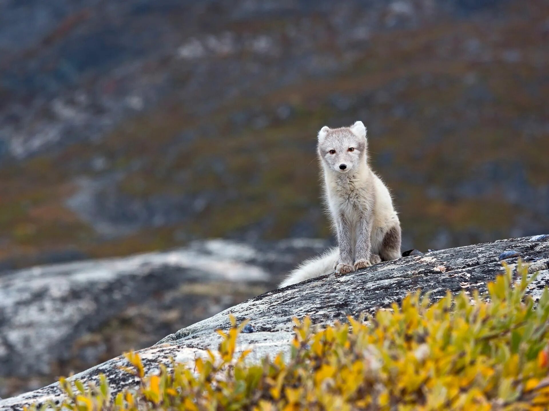 Какой зоне водятся белые медведи песцы лемминги. Гренландский песец. Национальный парк Хибины животные. Песец Хибины.