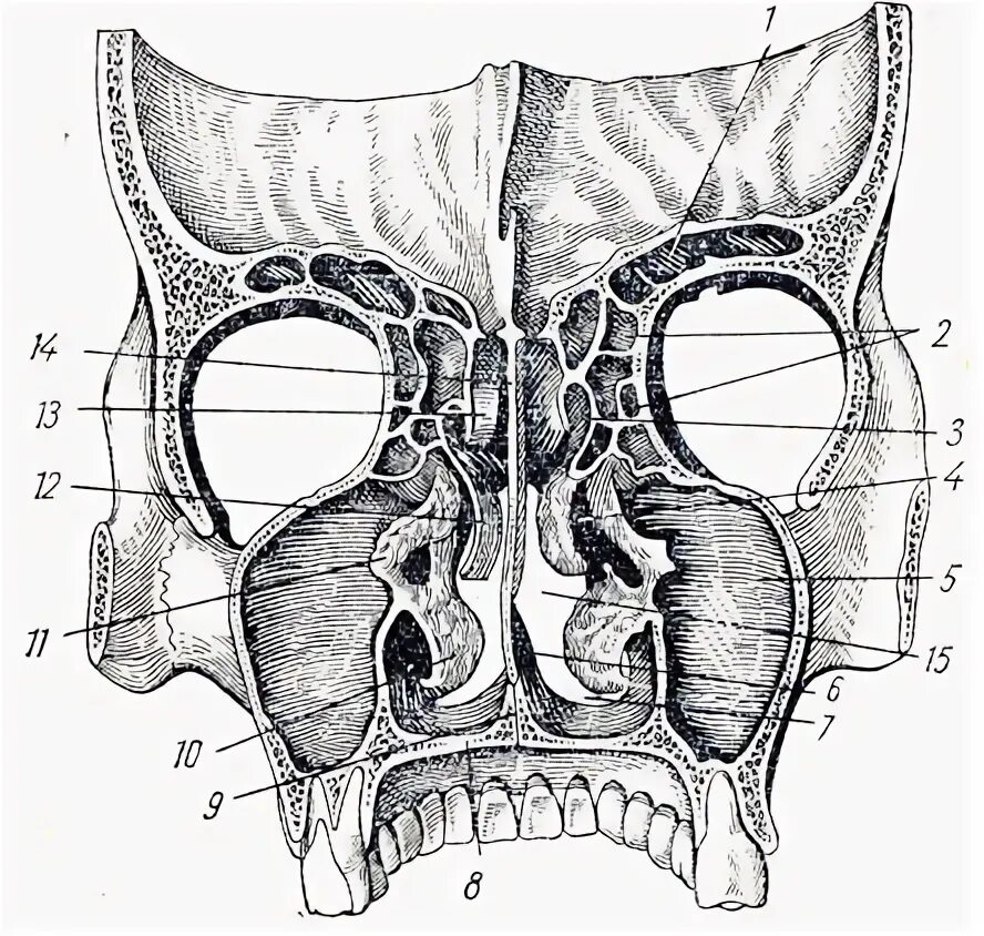Полости в костях черепа. Пневматические воздухоносные кости черепа. Воздухоносные пазухи черепа анатомия. Сагиттальный распил черепа пазухи. Воздухоносные пазухи костей черепа.