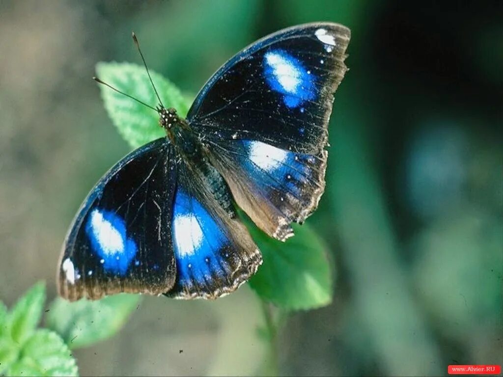 Черно синяя бабочка. Бабочка с синими пятнами. Бабочка синяя с черным. Голубая бабочка с пятнами. Черная бабочка с голубыми пятнами.