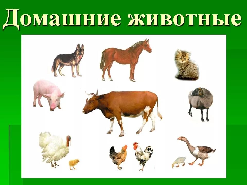 Картинки животных для 1 класса. Дети домашних животных. домашние животные для детского сада. дикие и домашние животные. домашние животные для дошкольников.