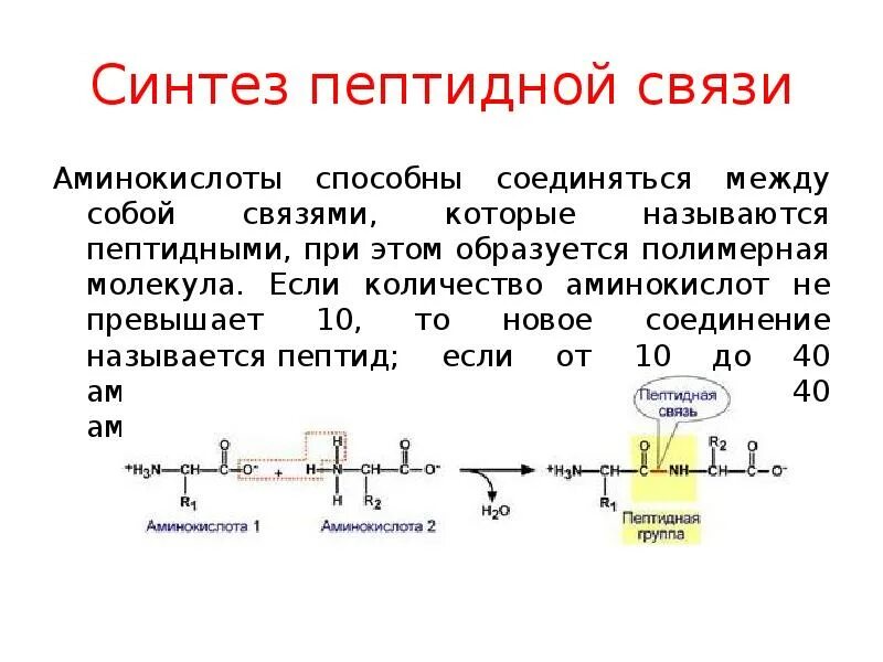 Рибосомы синтезируют полипептиды. Схема синтеза пептидов. Аминокислоты при синтезе полипептидов. Синтез пептидов их строение. Ферментативный Синтез пептидов.