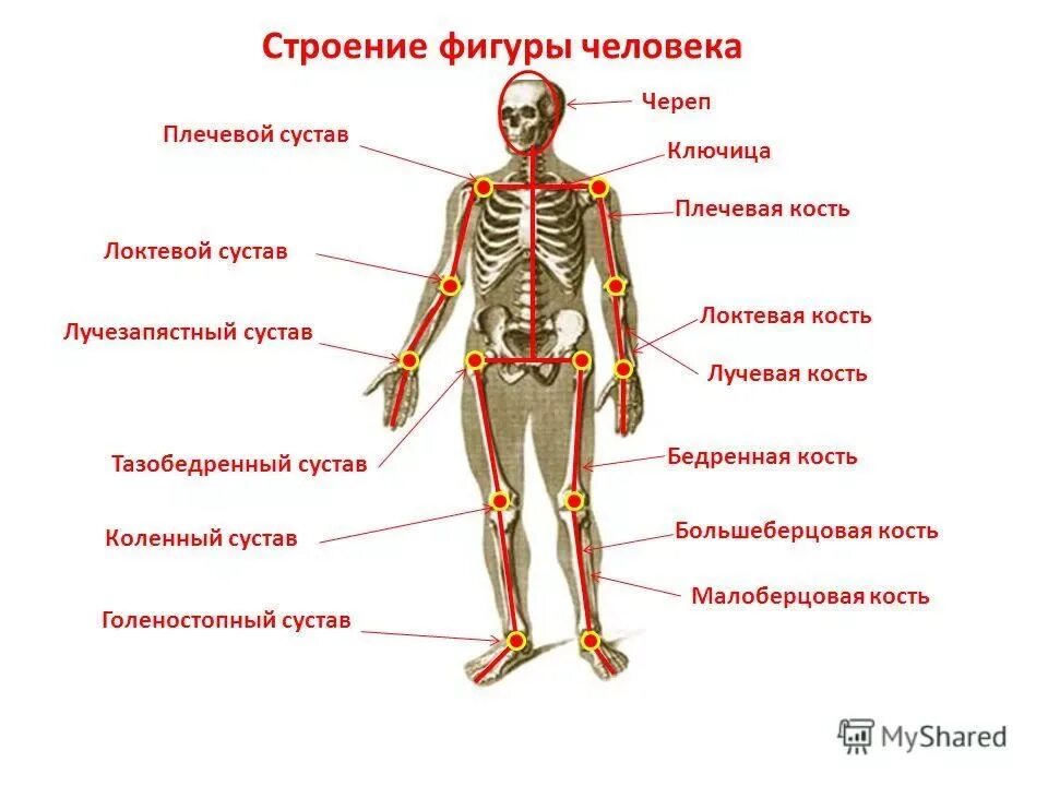 Кости позвоночника бедро и печень. Суставы название анатомия. Скелет человека анатомия с названиями суставов. Строение скелета суставы. Схема суставов человека.