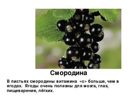 Сколько надо смородина