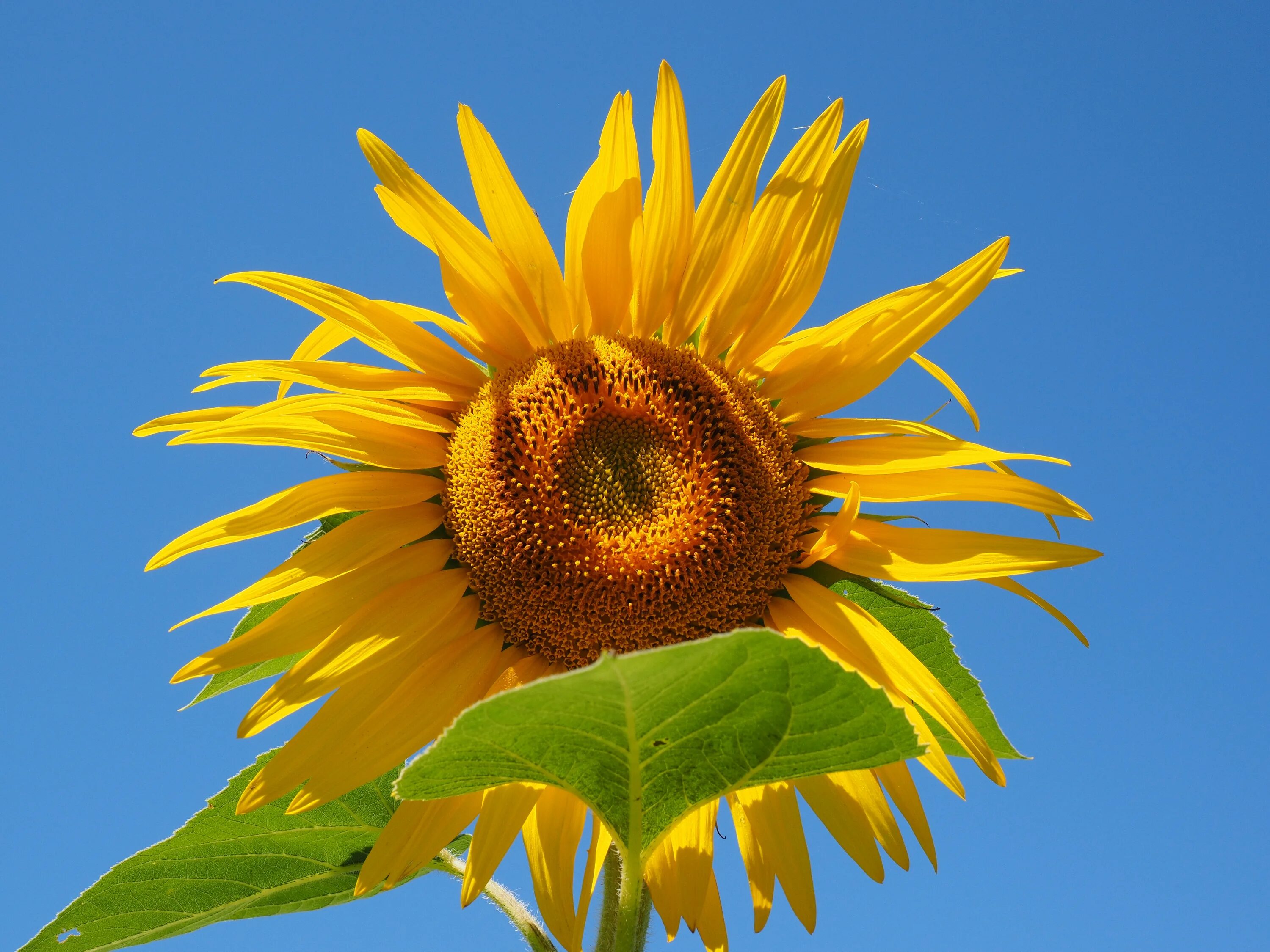 Подсолнечник соцветие. Подсолнух Сложноцветные. Соцветие подсолнечника. Helianthus annuus. Астровые подсолнечник.