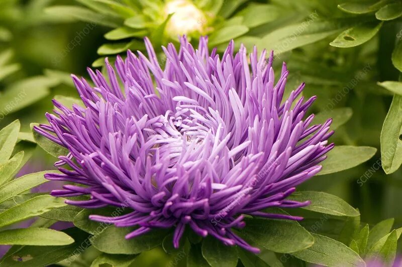 Aster 'Compliment Dark Blue' - Stock Image - C004/7869 - Science Photo Library