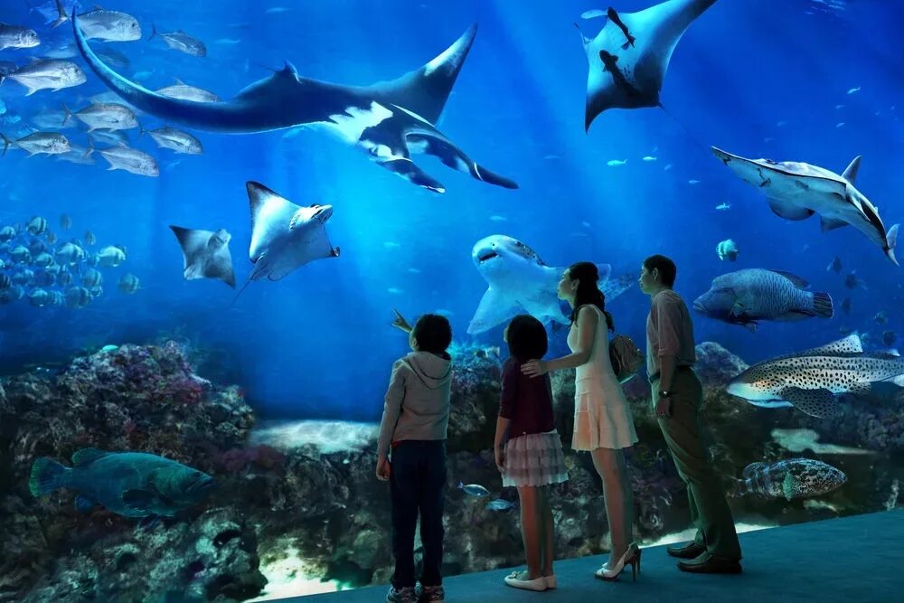 Океанариум в Сингапуре s.e.a. Aquarium. Сингапур Сентоза океанариум. Marine Life Park, Сингапур. Океанариум Думан в Астане.