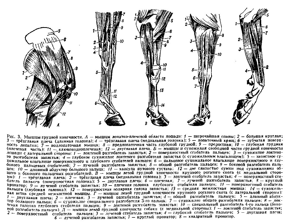 Сухожилие животных. Мышцы грудной конечности КРС. Мышцы грудной конечности крупного рогатого скота. Анатомия задних конечностей коровы. Мышцы грудной конечности КРС анатомия.